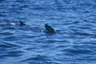 basking_shark_1.jpg