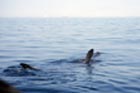 basking_shark_2.jpg