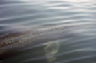 basking_shark_6.jpg