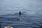 basking_shark_8.jpg