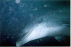 dolphin_encounter_wreck_of_the_bellucia.jpg