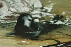 seal.jpg