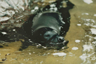 seal_2.jpg