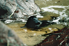 seal_3.jpg