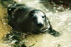 seal_4.jpg