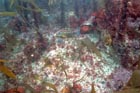 colourful_wrasse.jpg