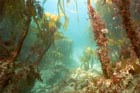 underwater_jungle.jpg