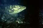 ballan_wrasse.jpg