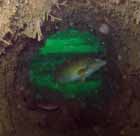 ballan_wrasse_port_hole.jpg