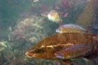 ballan_wrasse_rock_cook_feeding.jpg