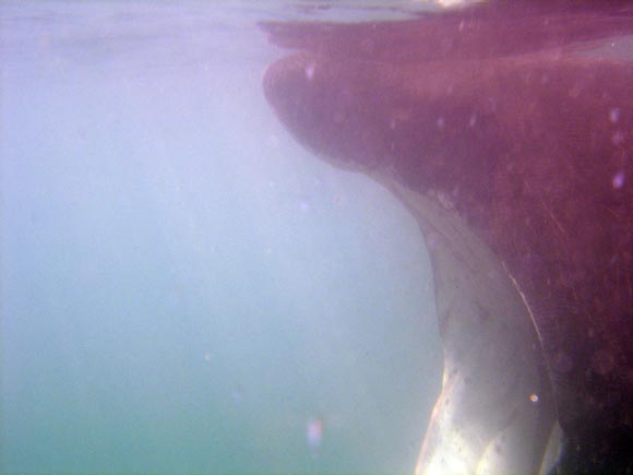 basking_shark.jpg