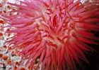 beadlet_anemone.jpg