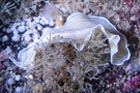 candy_striped_flatworm_2.jpg