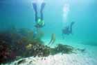 clear_cornish_waters.jpg