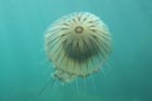 compass_jellyfish.jpg