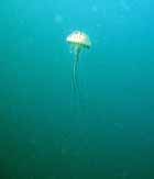 compass_jellyfish_open.jpg