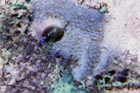 cowrie.jpg