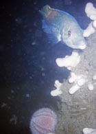 cuckoo_wrasse.jpg