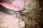 cuckoo_wrasse_female.jpg