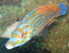 cuckoo_wrasse_male.jpg