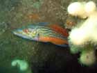 cuckoo_wrasse_male_3.jpg