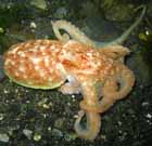 curled_octopus_2.jpg