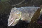 cuttle.jpg
