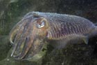 cuttle_2.jpg
