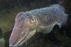 cuttlefish_aug_07.jpg