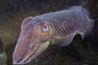 cuttlefish_gary.jpg