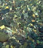 dragonet_hidden.jpg