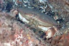 edible_crab.jpg