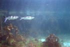 grey_mullet.jpg
