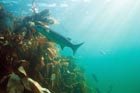 grey_mullet_porthkerris.jpg