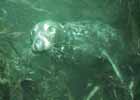 grey_seal.jpg