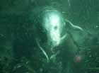 grey_seal_2.jpg