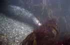 grey_seal_6.jpg