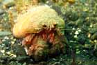 hermit_crab.jpg