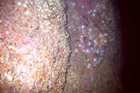 jewel_anemone__wreck_of_the_denise.jpg