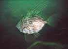 john_dory_3.jpg