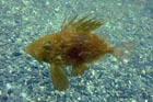john_dory_mike.jpg