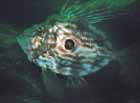 john_dory_spot.jpg