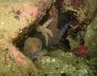 leopard_spotted_goby_hidden.jpg