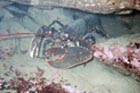 lobster.jpg