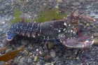 lobster_3.jpg
