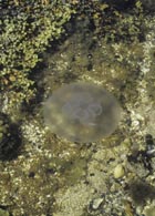 moon_jellyfish.jpg