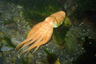 night-dive-speciality-course.jpg