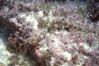 pipefish.jpg