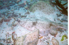 plaice_hiding.jpg