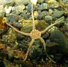 sand_brittle_star.jpg